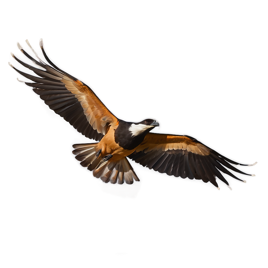 Skyward Bird Flight Png Dhw PNG Image