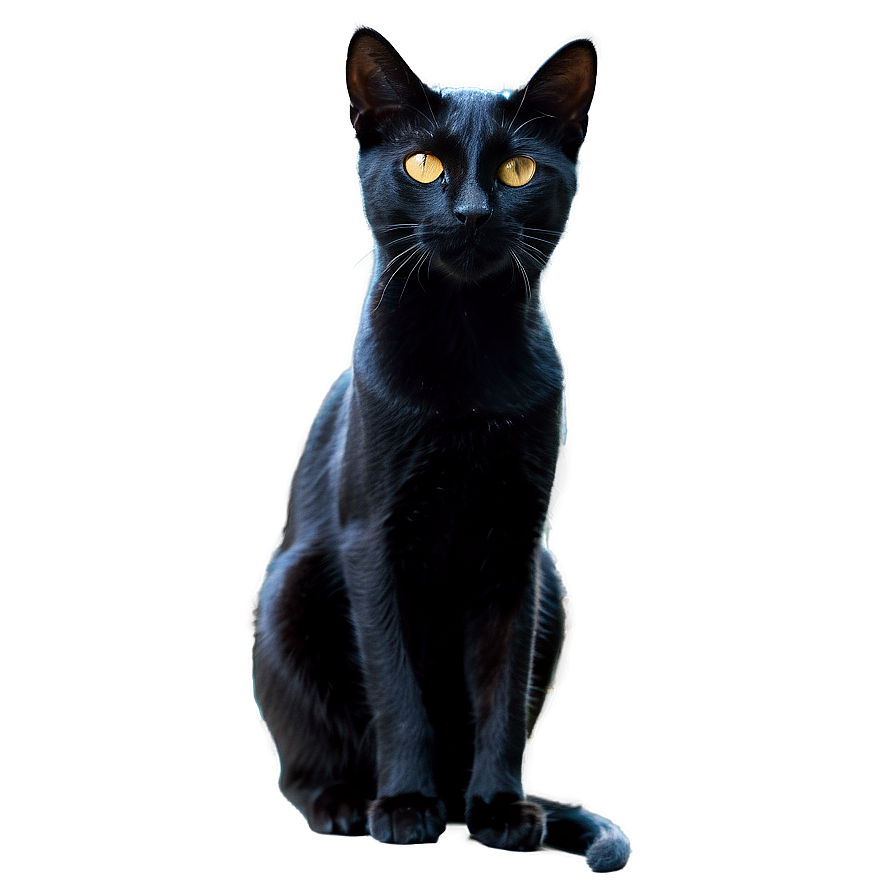 Sleek Black Cat Png B PNG Image