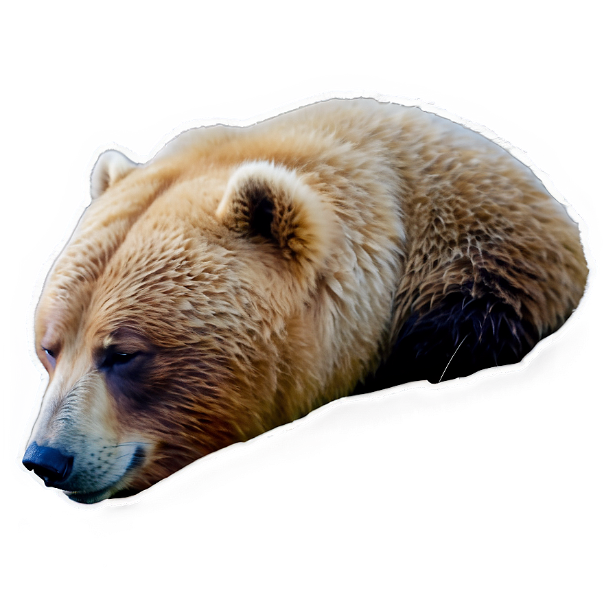 Sleeping Bear Png 27 PNG Image