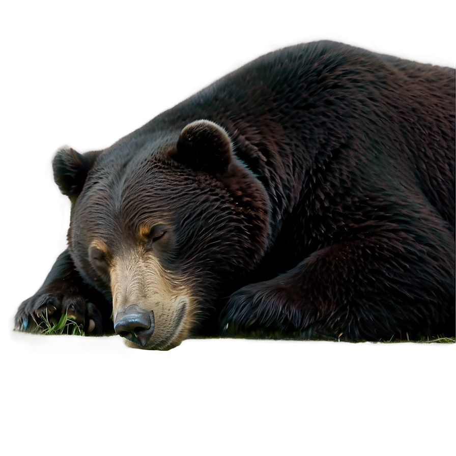 Sleeping Bear Png 59 PNG Image