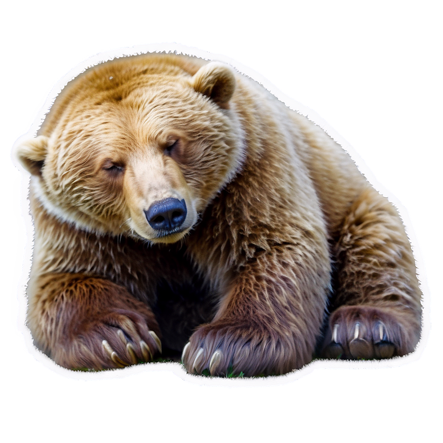 Sleeping Bear Png Cnw5 PNG Image