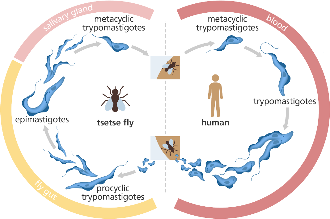 Sleeping Sickness Transmission Cycle PNG Image