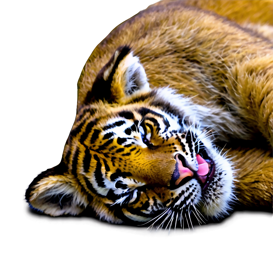 Sleeping Tiger Cub Png 75 PNG Image