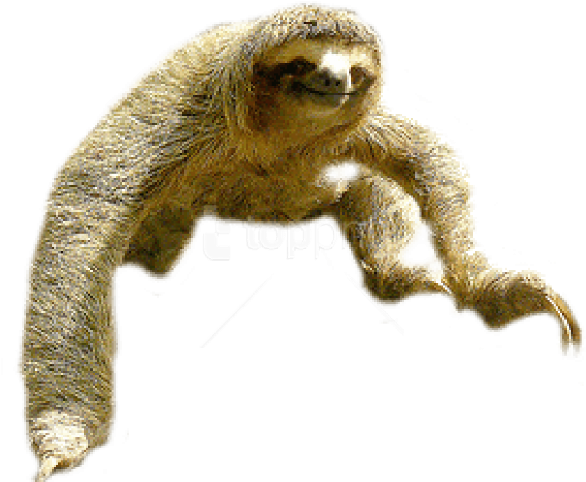 Sloth Climbing Transparent Background PNG Image