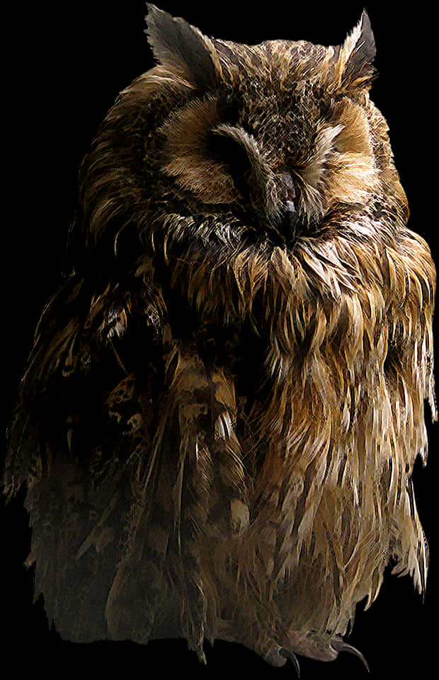 Slumbering Owl Black Background PNG Image