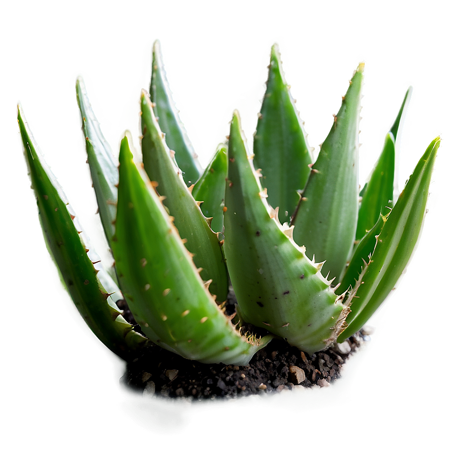 Small Aloe Plant Png 06132024 PNG Image