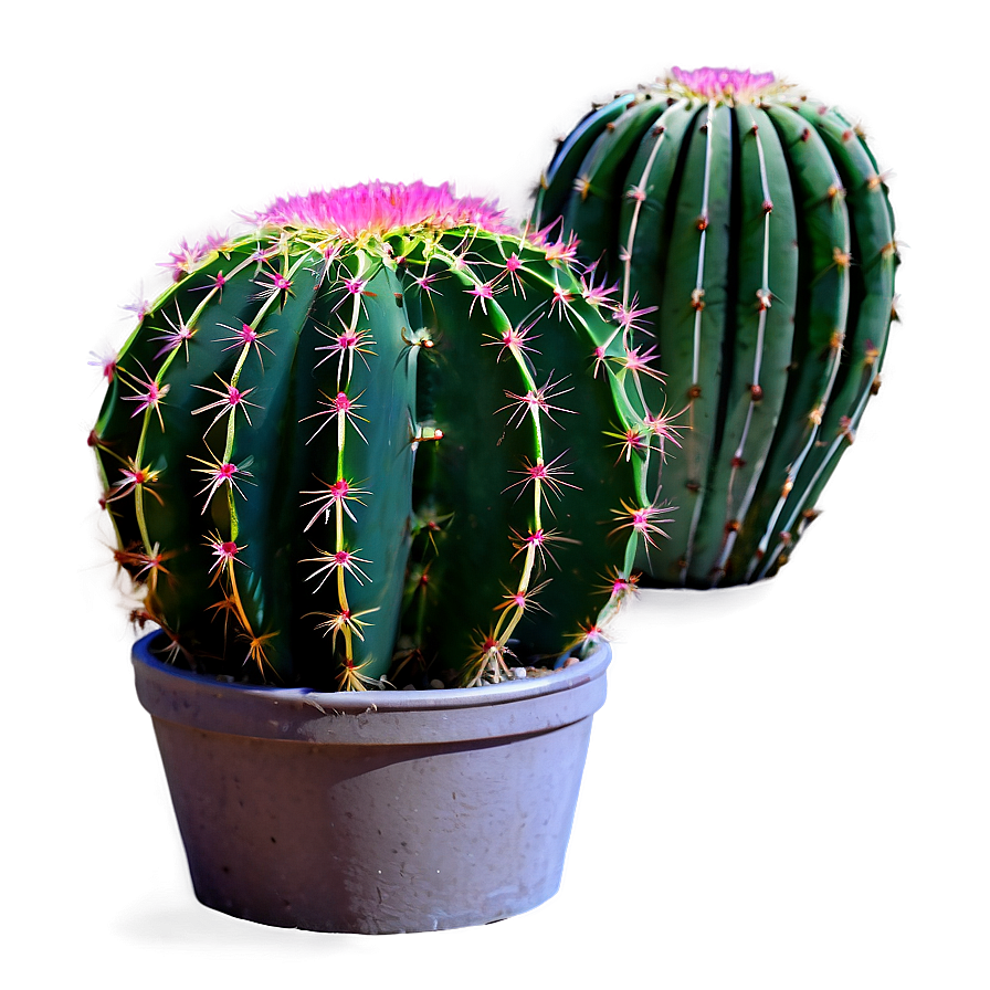 Small Cactus Plant Png Rwq PNG Image