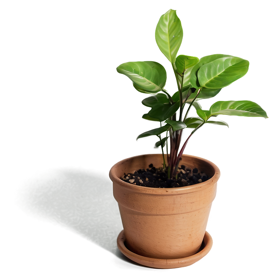 Small Plant In Bright Light Png Tem83 PNG Image