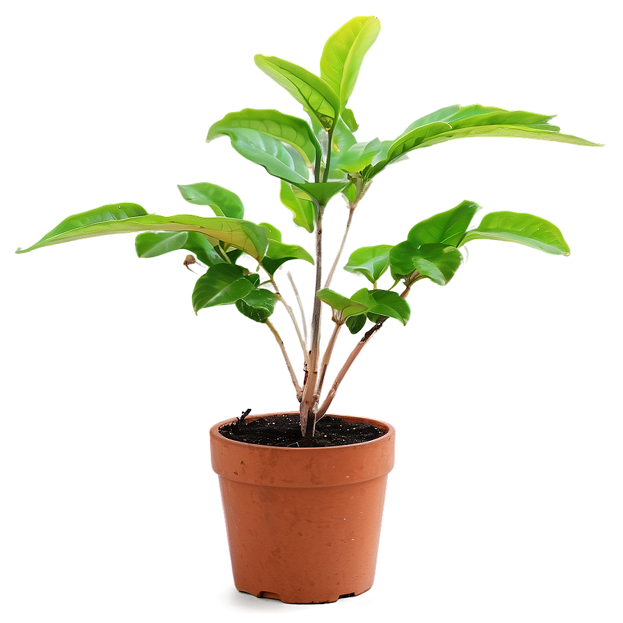 Small Plant In Natural Light Png 50 PNG Image