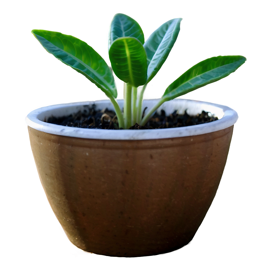 Small Plant In White Pot Png Hlp PNG Image