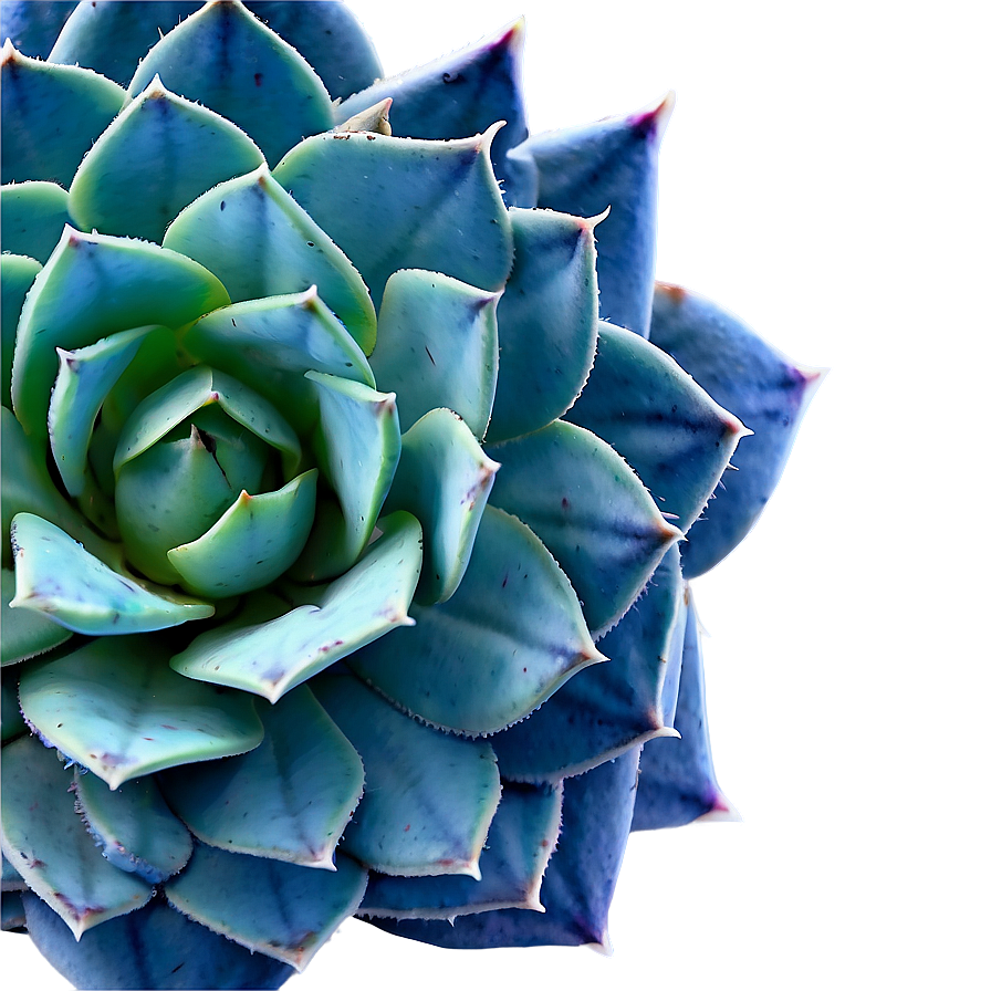 Small Succulent Png Lta88 PNG Image