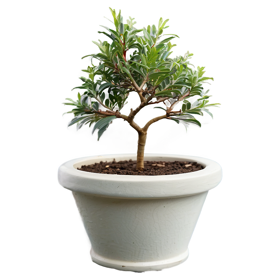 Small Tree In Pot Png 96 PNG Image