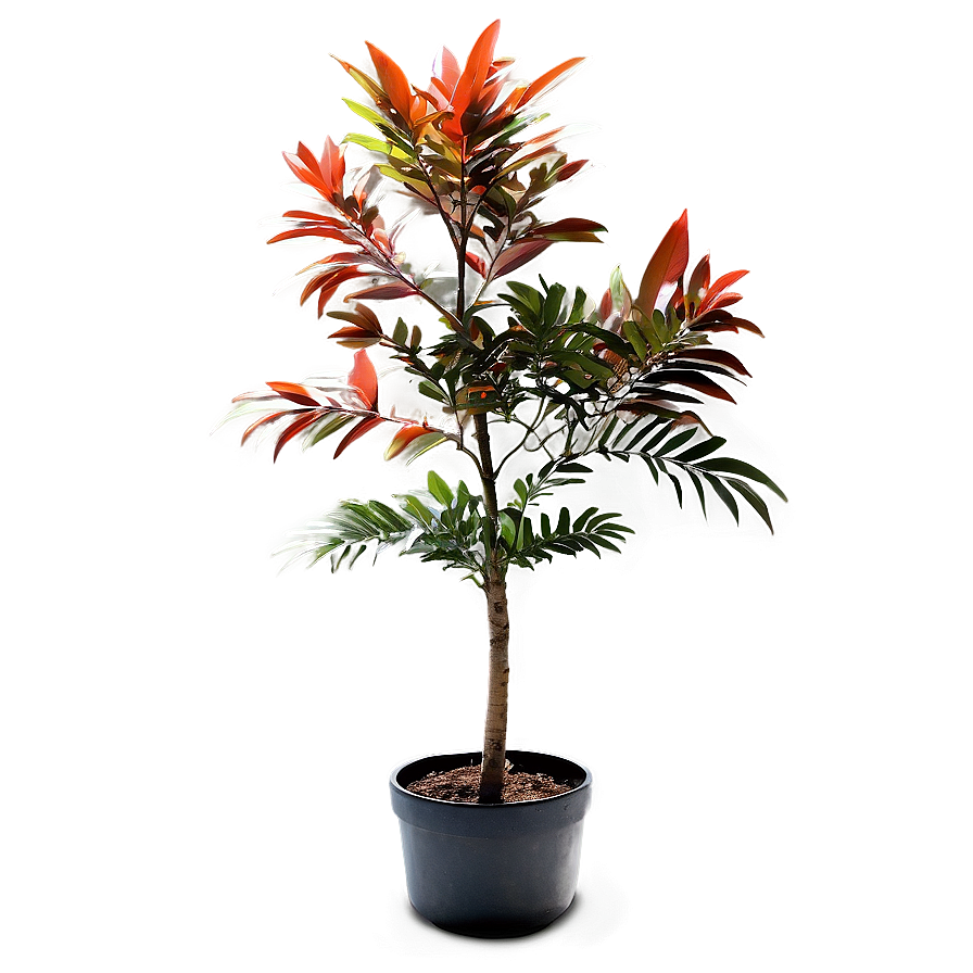 Small Tree In Pot Png Keq PNG Image