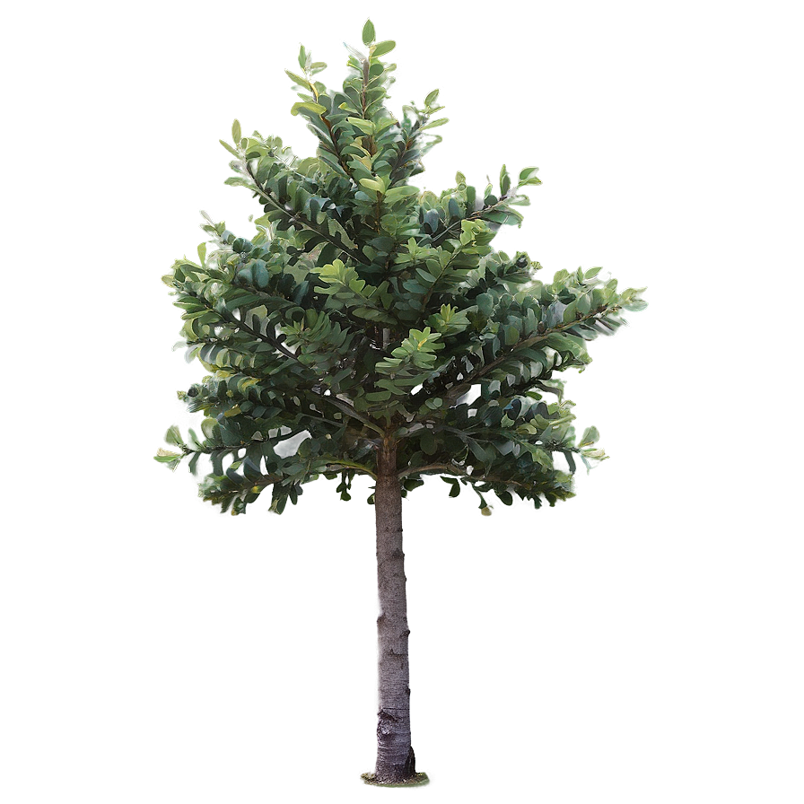 Small Tree No Background Png 06132024 PNG Image