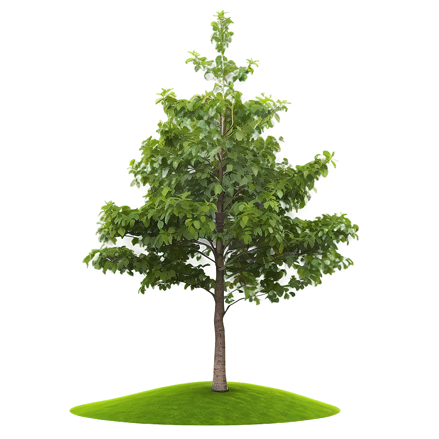 Small Tree On Hill Png 48 PNG Image