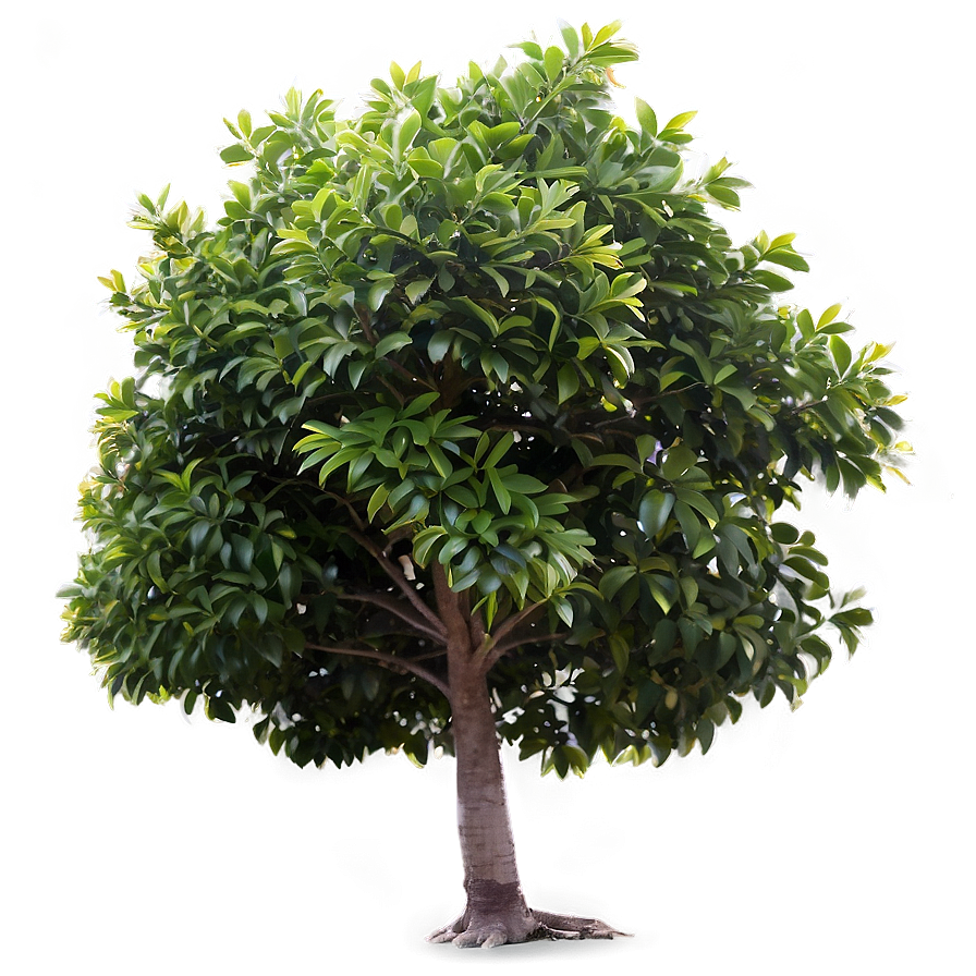 Small Tree Png 05232024 PNG Image