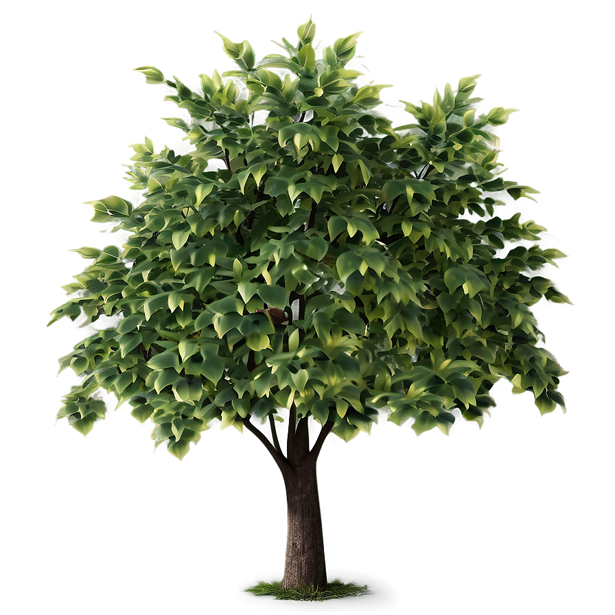 Small Tree Shade Png Fxk68 PNG Image