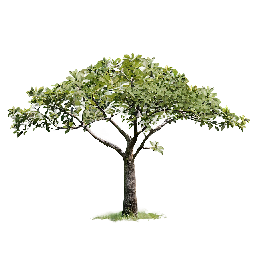 Small Tree With Bird Png Ths53 PNG Image