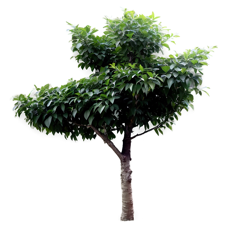 Small Tree With Leaves Png 06132024 PNG Image