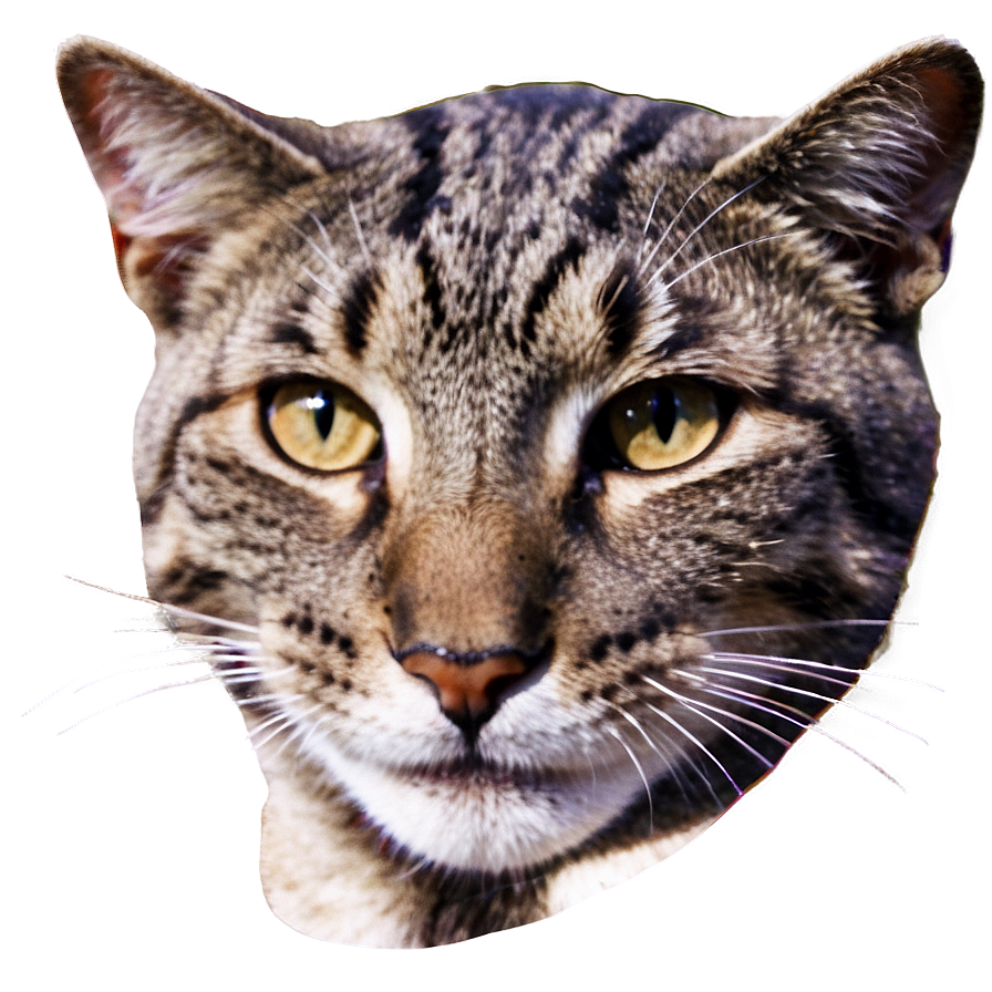 Smiling Cat Face Png 46 PNG Image