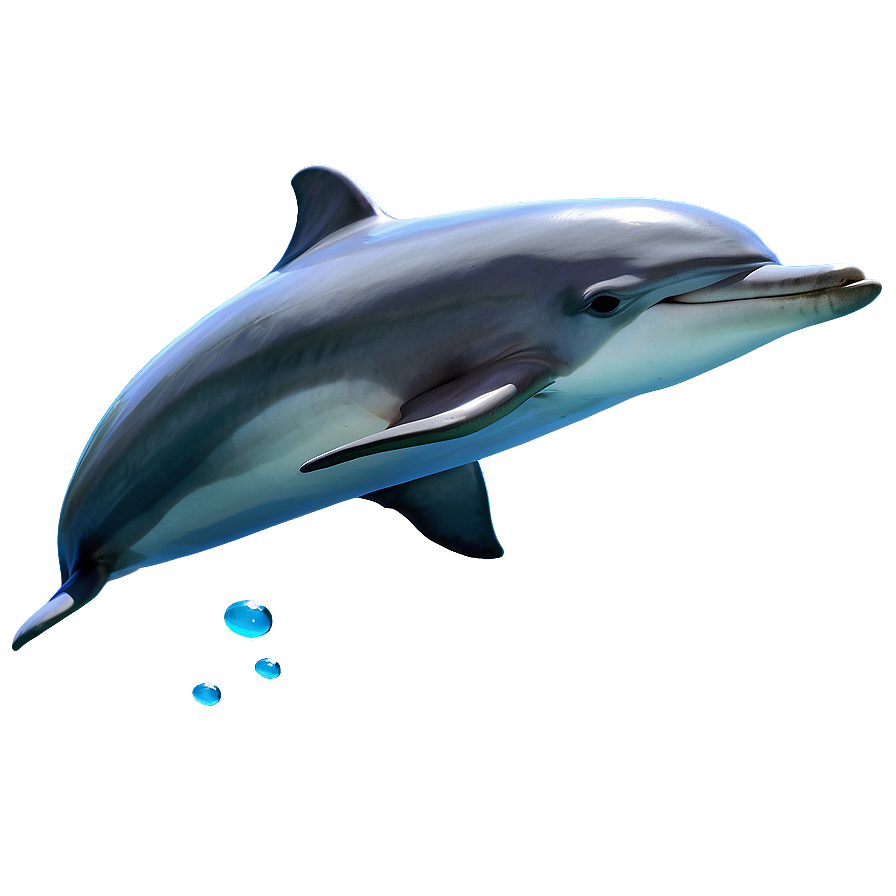 Smiling Dolphins Png Hva61 PNG Image