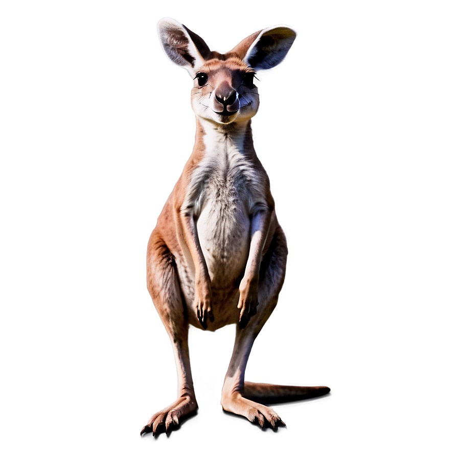 Smiling Kangaroo Png Rli PNG Image