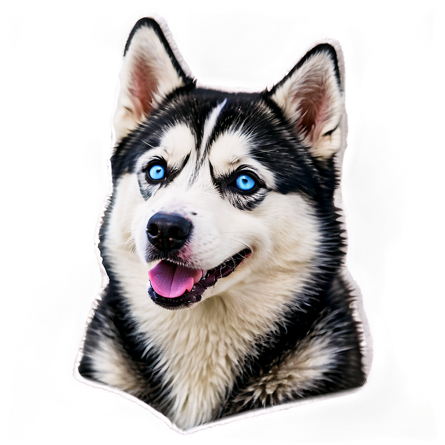 Smiling Siberian Husky Png 06112024 PNG Image