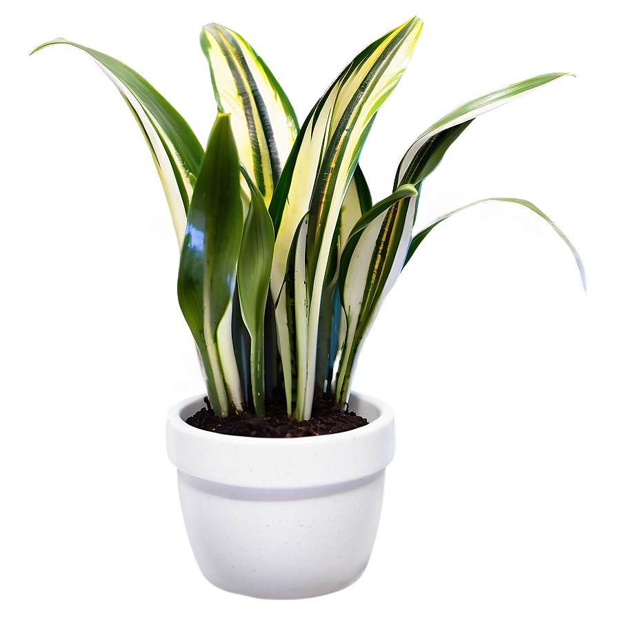 Snake Plant Clipart Png 1 PNG Image