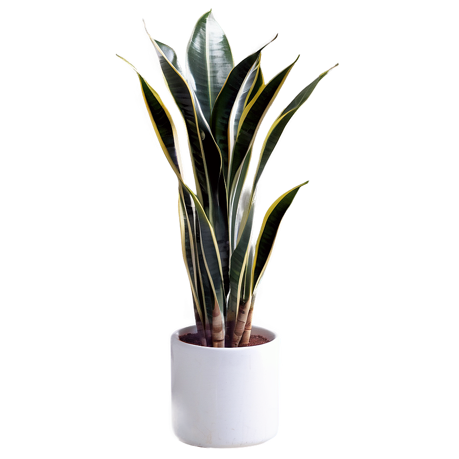 Snake Plant In Bedroom Png Fds PNG Image