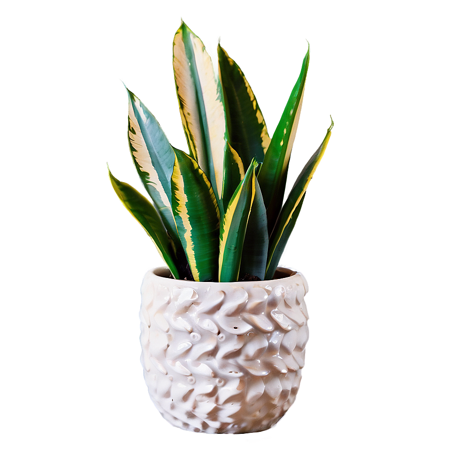 Snake Plant In Ceramic Pot Png 50 PNG Image