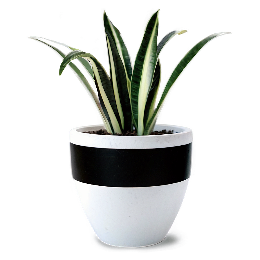 Snake Plant In Pot Png 06122024 PNG Image