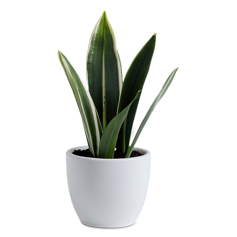 Snake Plant In White Pot Png 36 PNG Image