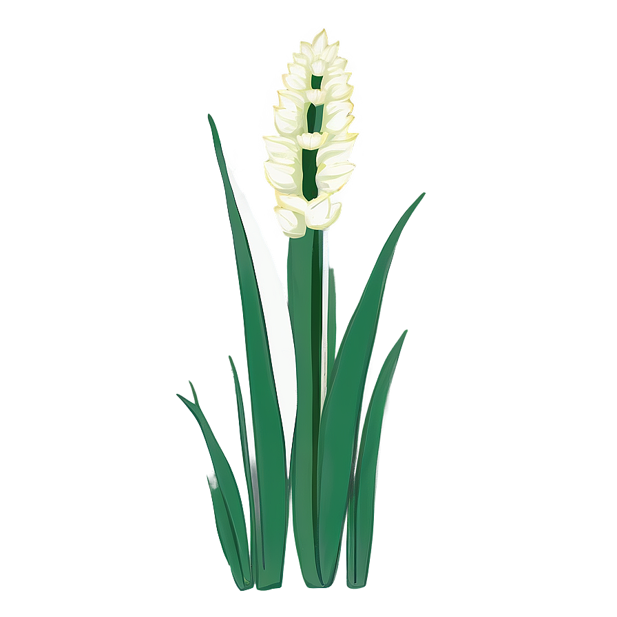 Snake Plant Line Art Png Aaw6 PNG Image