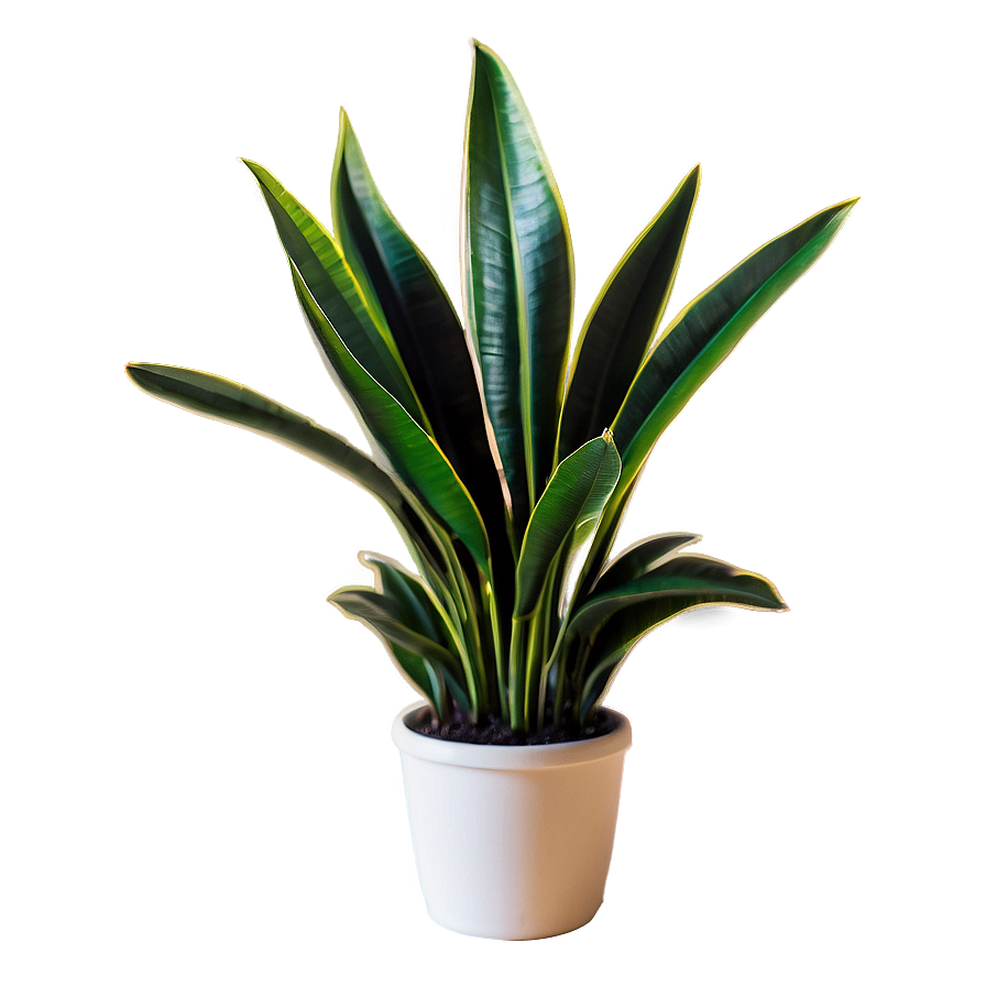 Snake Plant Silhouette Png 91 PNG Image