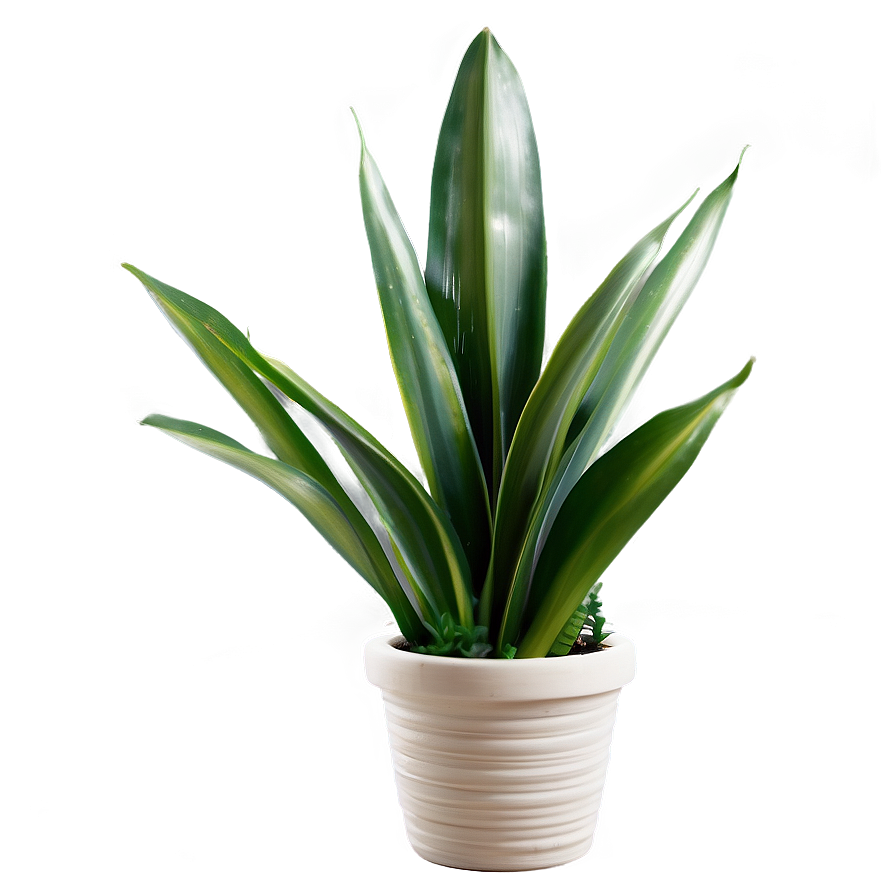 Snake Plant With Dew Png Iht47 PNG Image