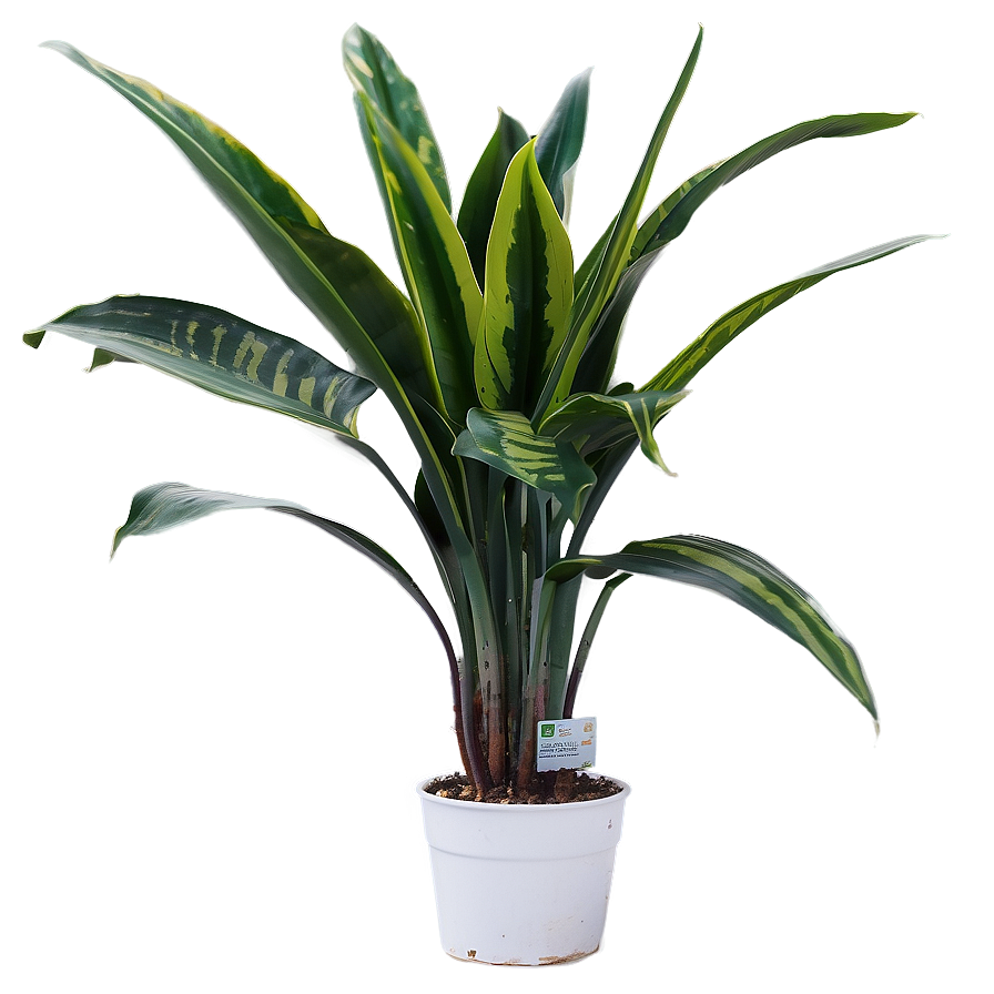 Snake Plant With Long Leaves Png Adq92 PNG Image