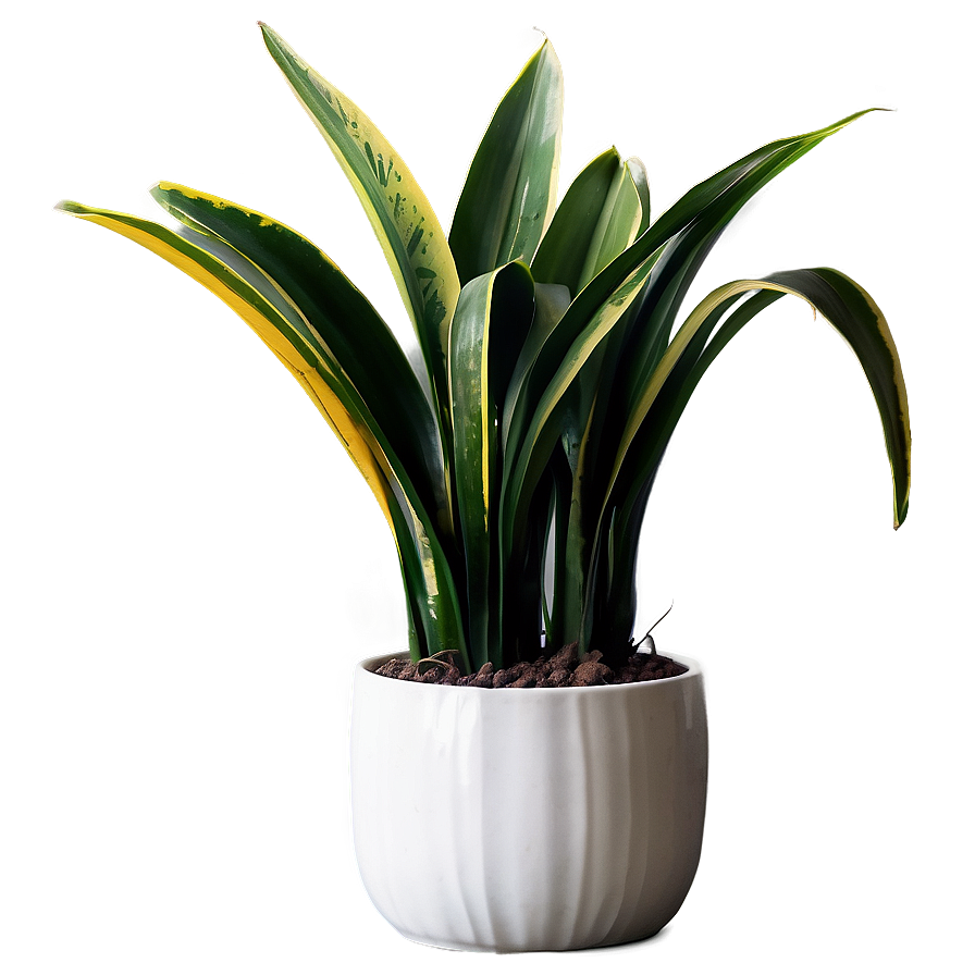 Snake Plant With Long Leaves Png Dkn PNG Image