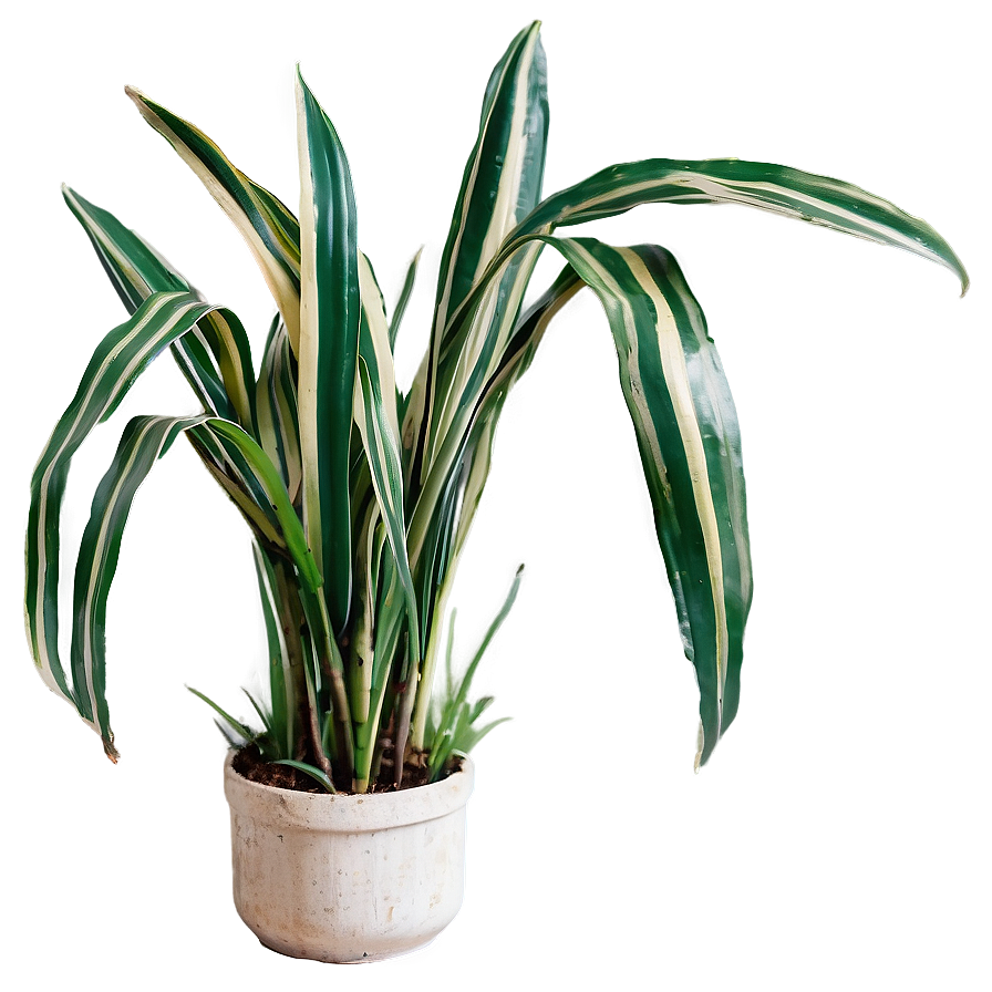 Snake Plant With Long Leaves Png Pee PNG Image