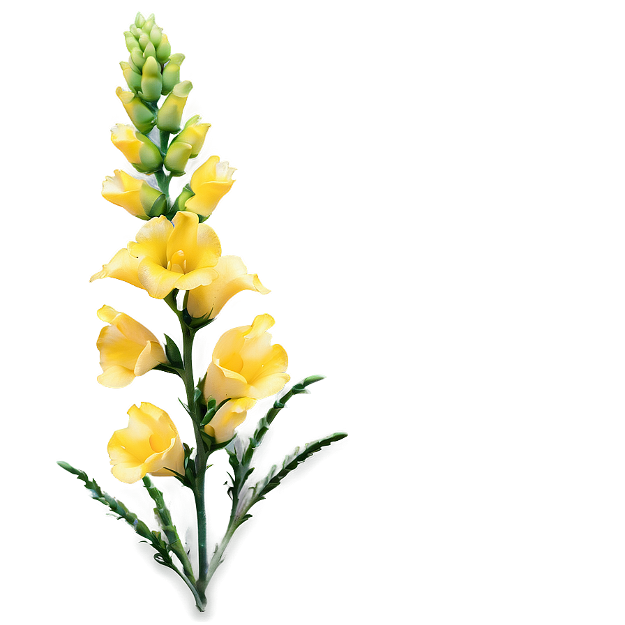 Snapdragon Flower Bush Png Pag15 PNG Image