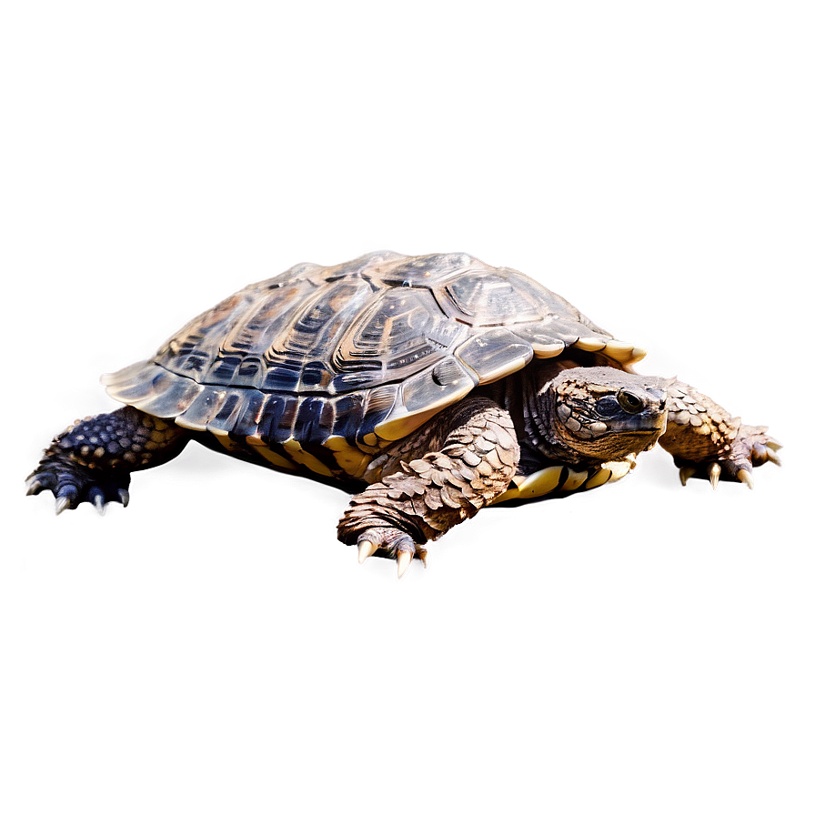 Snapping Turtle In Action Png Uvv50 PNG Image