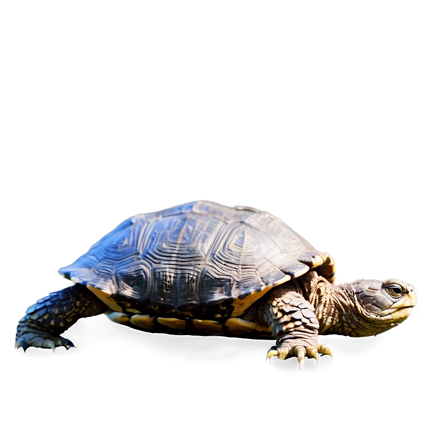 Snapping Turtle Side Profile Png Pxb42 PNG Image