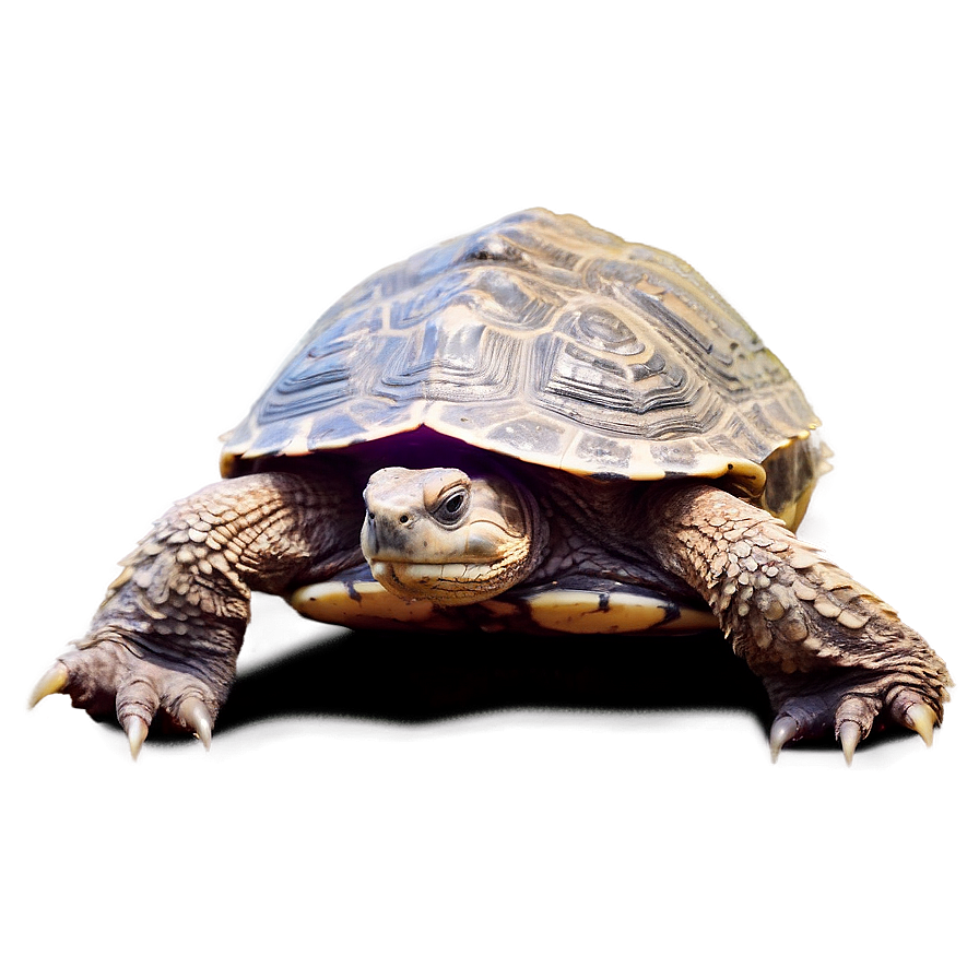 Snapping Turtle Sunbathing On Rock Png 27 PNG Image