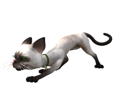 Sneaky White Cat Black Background PNG Image