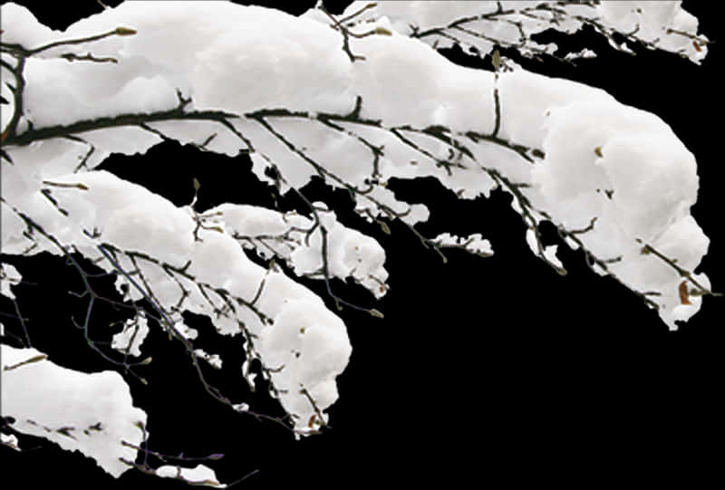 Snow Covered Branches Against Black Background PNG Image