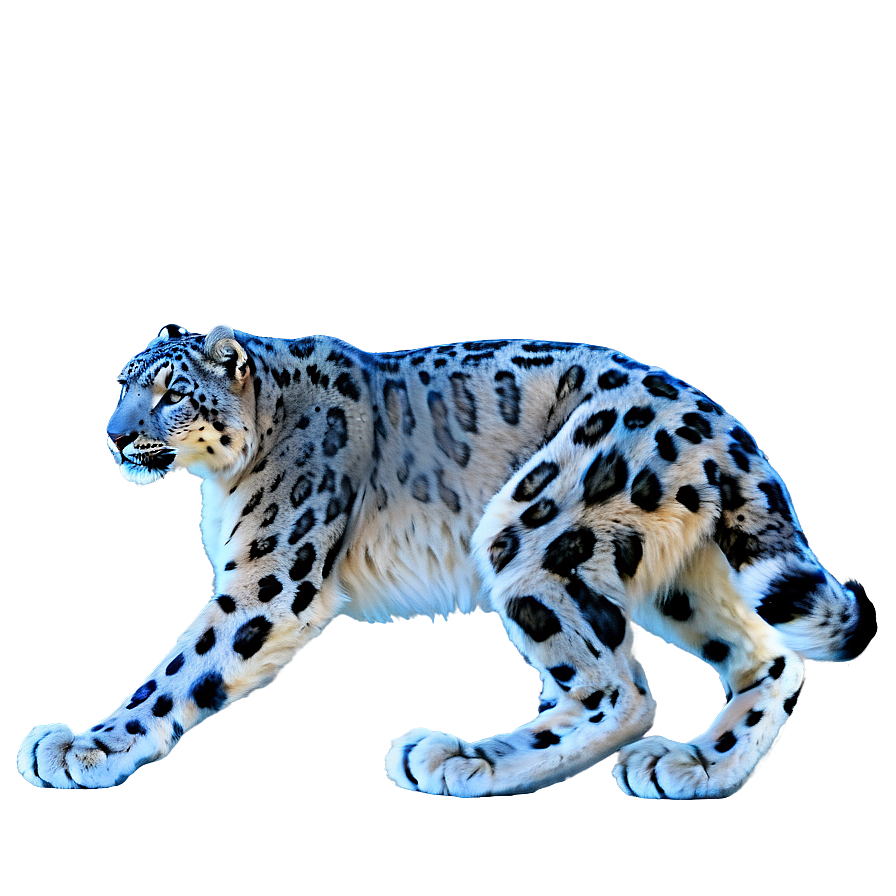 Snow Leopard A PNG Image