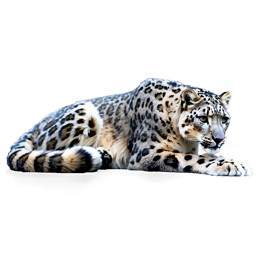 Snow Leopard C PNG Image