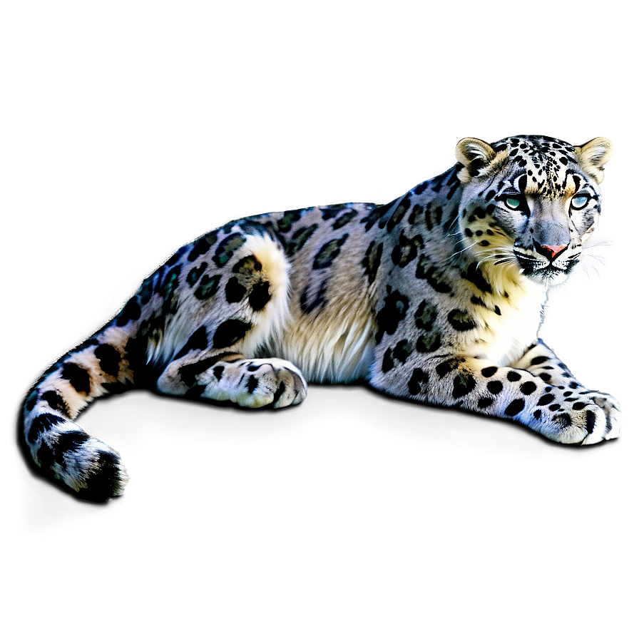 Snow Leopard D PNG Image