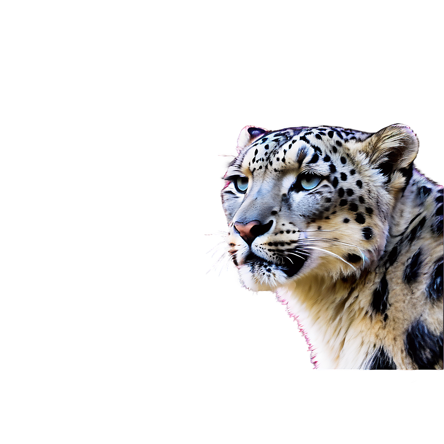 Snow Leopard During Sunset Png Myp85 PNG Image