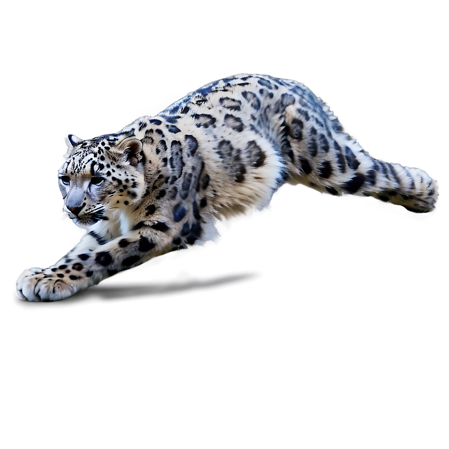 Snow Leopard In Action Sequence Png Kvv84 PNG Image