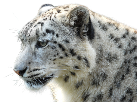 Snow Leopard Profile Portrait PNG Image